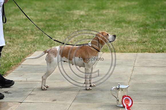 Festival of Hounds 2024