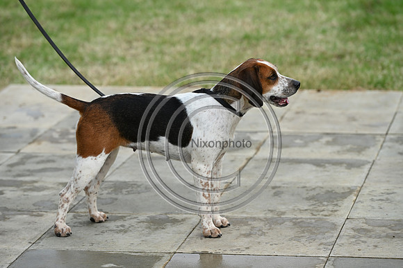 Festival of Hounds 2024