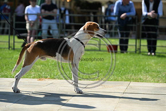 Festival of Hounds 2024