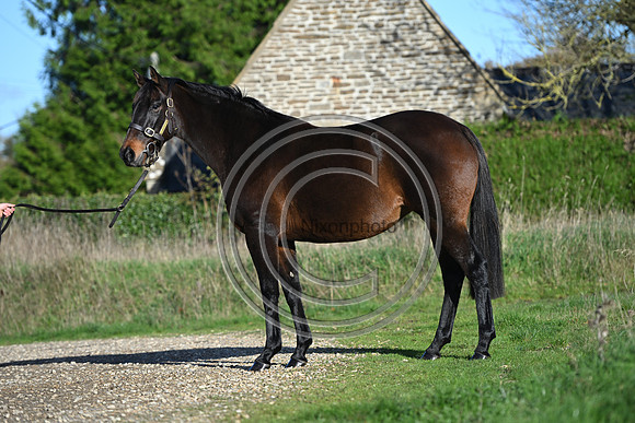 Mare_Selwood_PN13