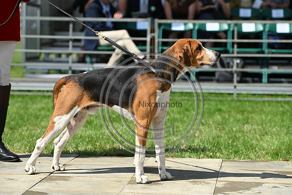 Festival of Hounds 2024