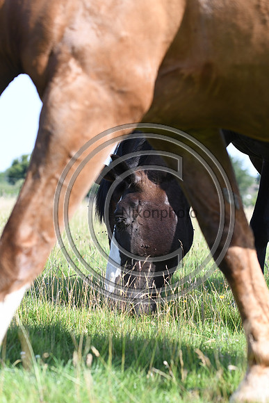 HorsesandFlyH_Nixonphoto_PN22_47997