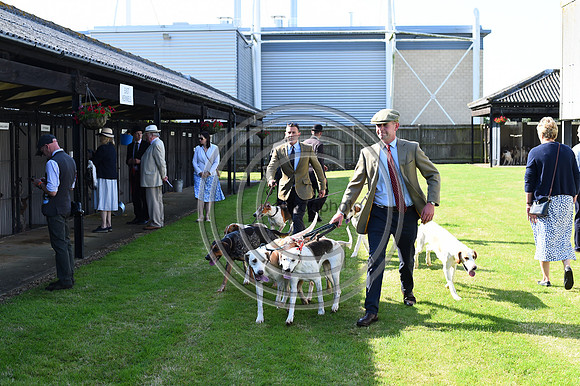 Festival of Hounds 2024