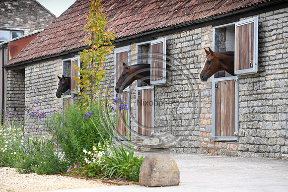 Collective Equestrian