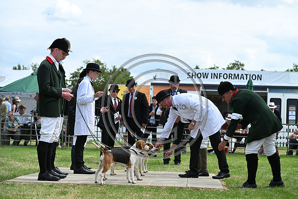 Festival of Hounds 2024