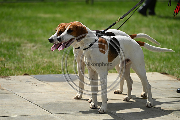 Festival of Hounds 2024