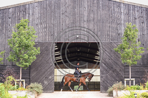 Collective Equestrian