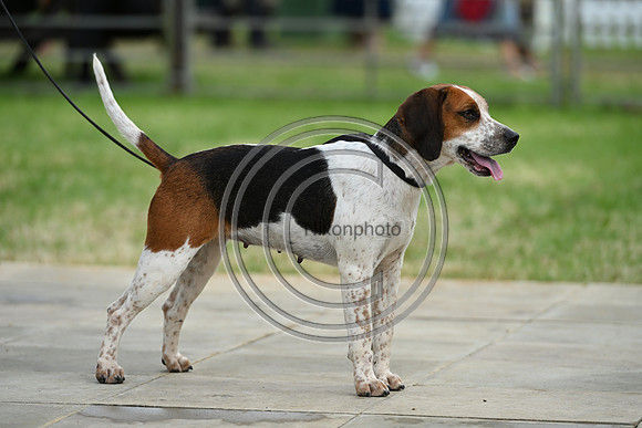 Festival of Hounds 2024
