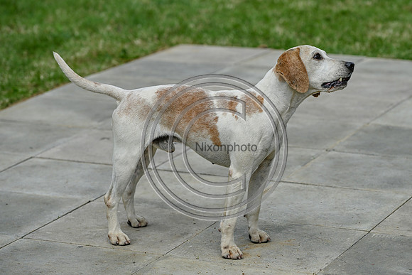 Festival of Hounds 2024