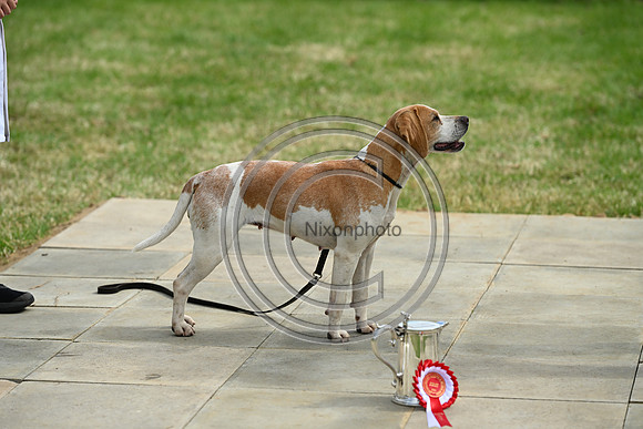 Festival of Hounds 2024
