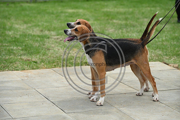 Festival of Hounds 2024