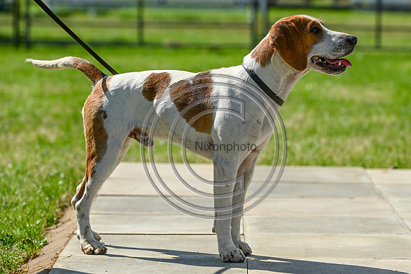 Festival of Hounds 2024