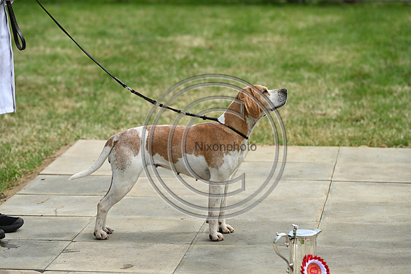 Festival of Hounds 2024