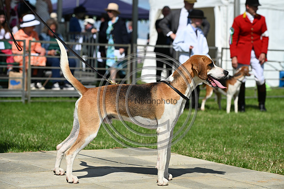 Festival of Hounds 2024