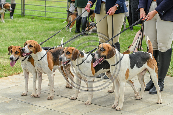 Festival of Hounds 2024