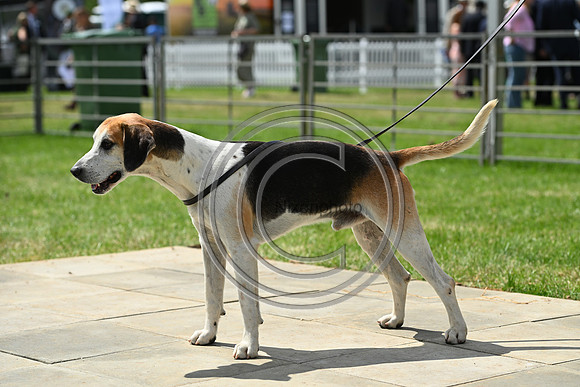 Festival of Hounds 2024