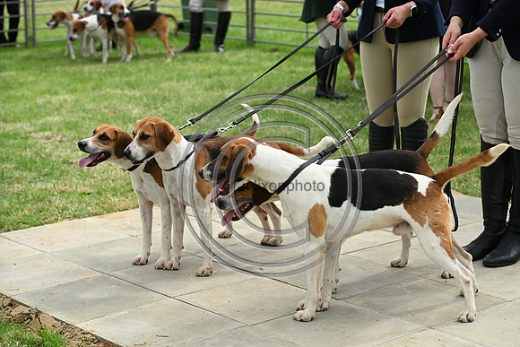 Festival of Hounds 2024