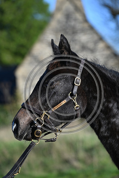 Foal_Selwood_PN39