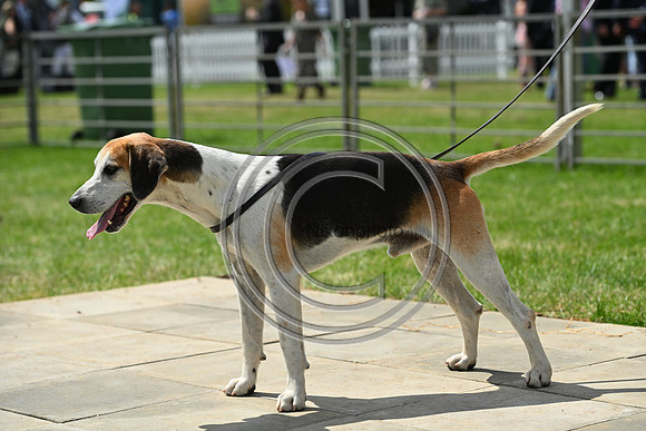 Festival of Hounds 2024