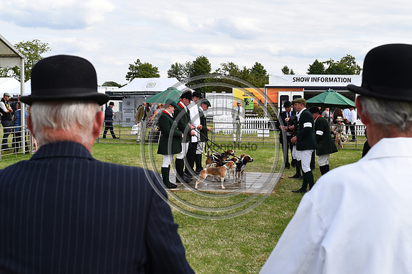 Festival of Hounds 2024