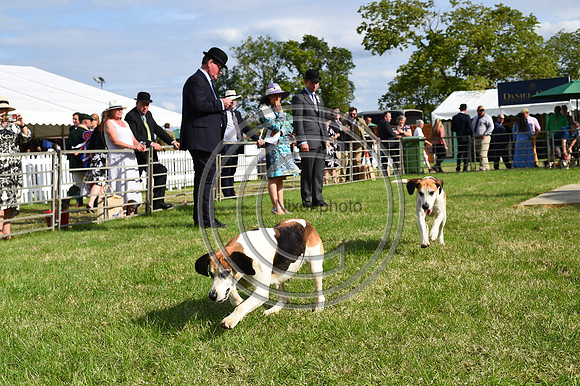 Festival of Hounds 2024