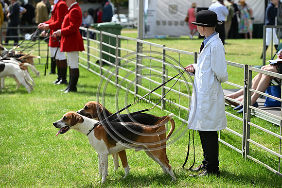 Festival of Hounds 2024