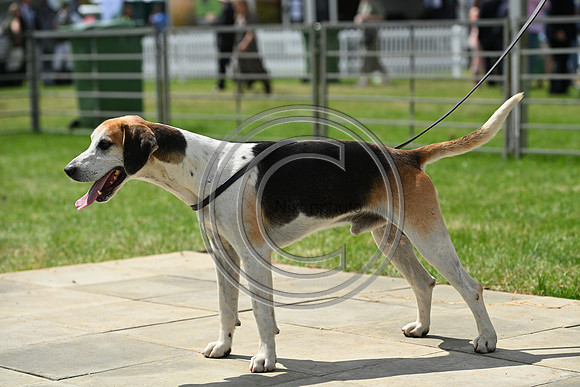 Festival of Hounds 2024