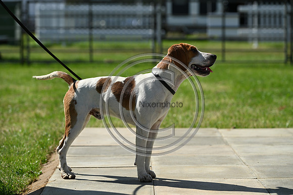 Festival of Hounds 2024