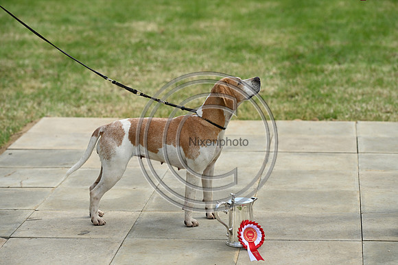 Festival of Hounds 2024