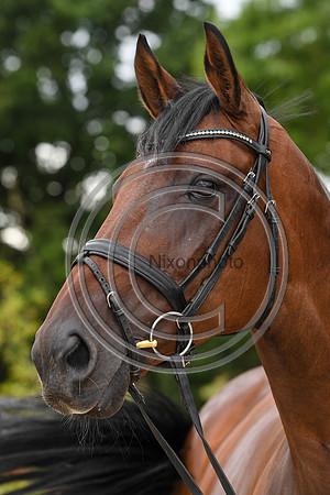 Collective Equestrian
