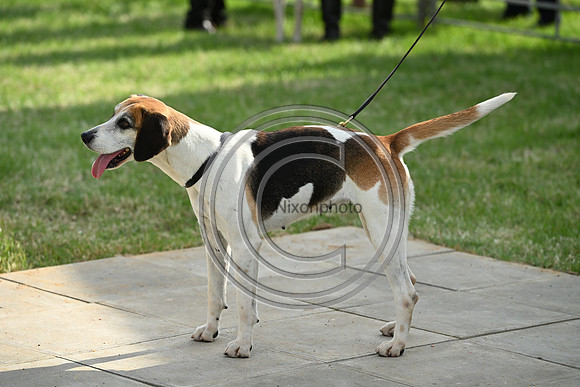 Festival of Hounds 2024