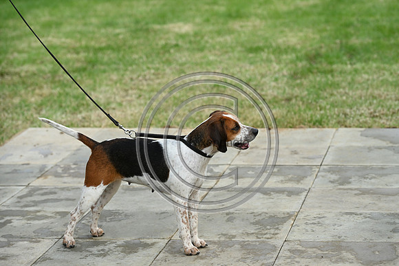 Festival of Hounds 2024