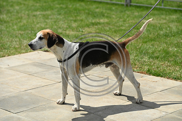 Festival of Hounds 2024