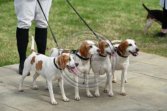 Festival of Hounds 2024