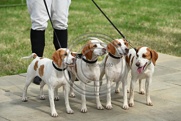Festival of Hounds 2024