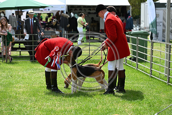 Festival of Hounds 2024