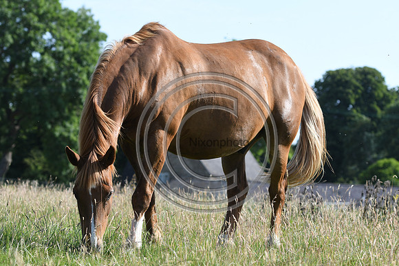 HorsesandFlyH_Nixonphoto_PN22_47958