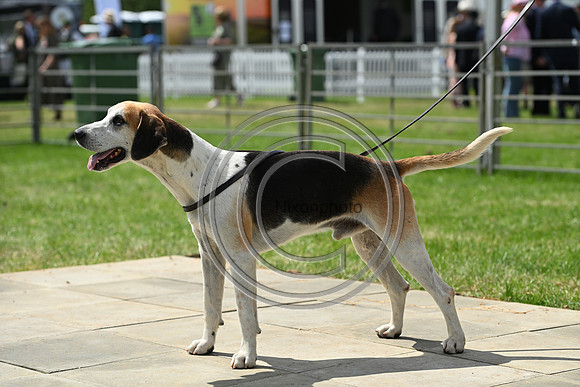 Festival of Hounds 2024