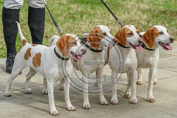 Festival of Hounds 2024