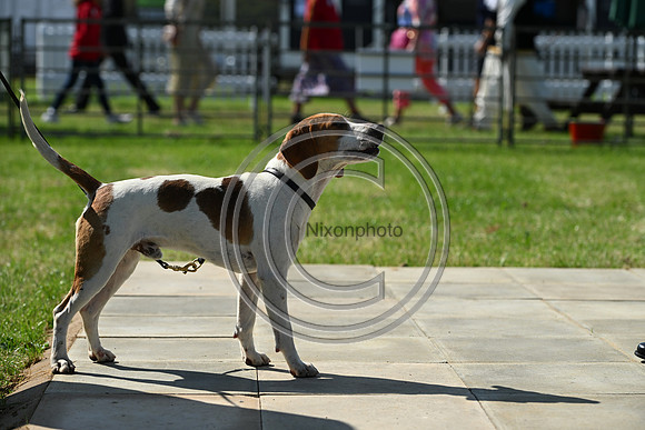 Festival of Hounds 2024
