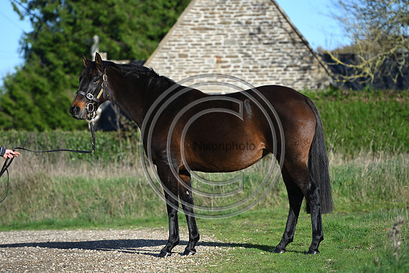 Mare_Selwood_PN6
