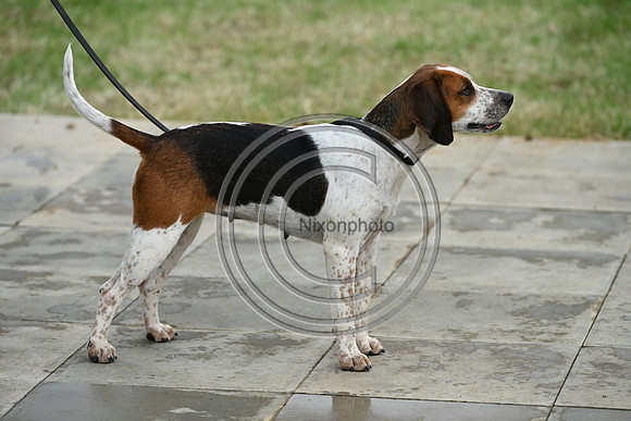 Festival of Hounds 2024