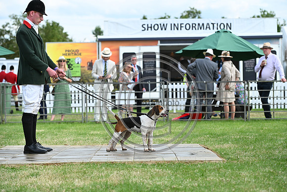 Festival of Hounds 2024