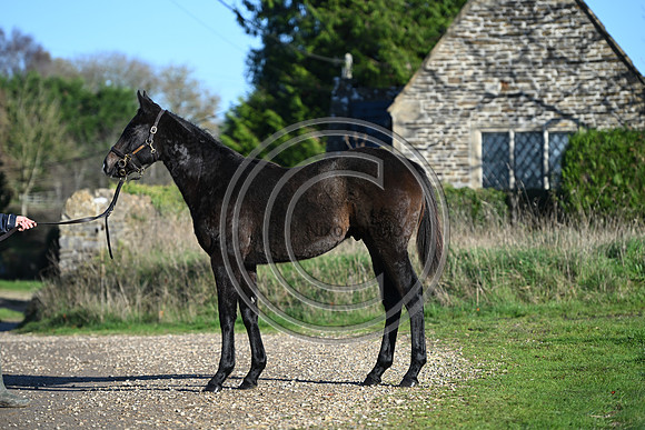 Foal_Selwood_PN35
