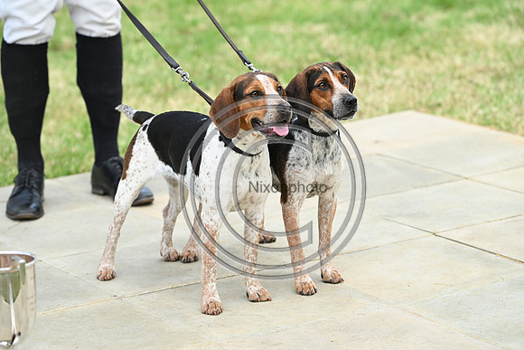 Festival of Hounds 2024