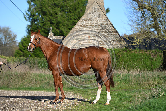 Mare_Selwood_PN24