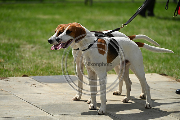 Festival of Hounds 2024