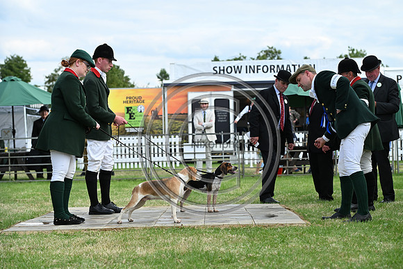 Festival of Hounds 2024