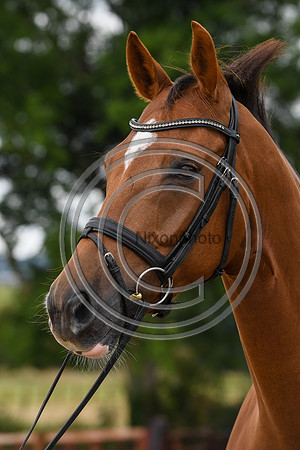 Collective Equestrian