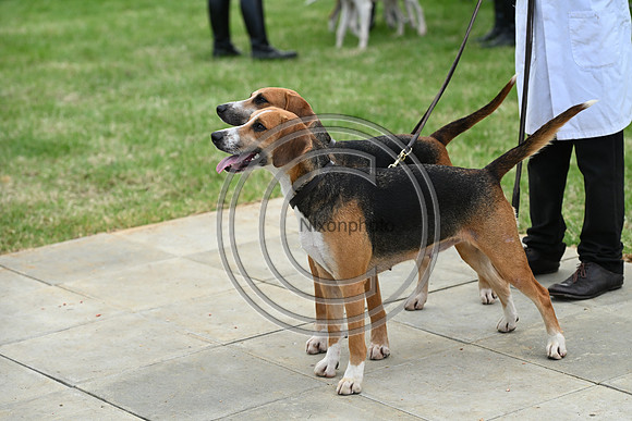 Festival of Hounds 2024